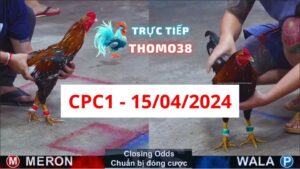 Đá gà thomo CPC1 ngày 15-04-2024