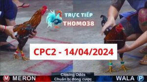 Đá gà thomo CPC2 ngày 14-04-2024