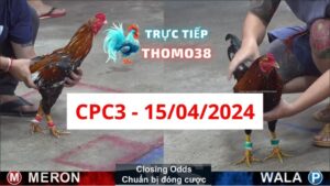 Đá gà thomo CPC3 ngày 15-04-2024
